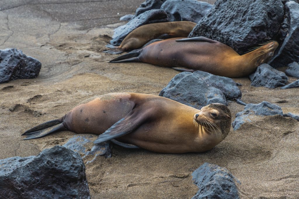 Seelöwen auf Galápagos