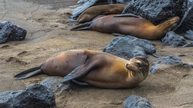 Seelöwen auf Galápagos