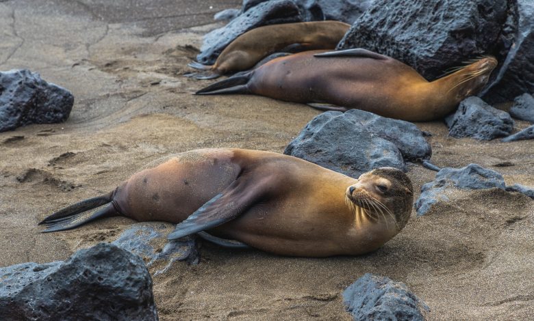 Seelöwen auf Galápagos