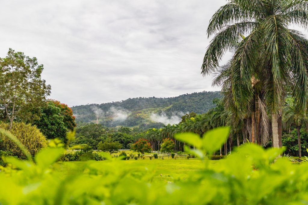 Wie in ganz Costa Rica: die Umgebung der Casa Turire ist grün!
