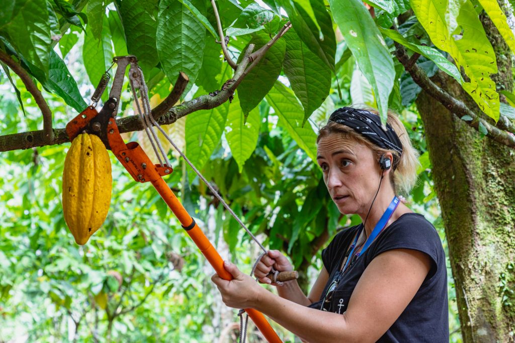 Kakaoernte in Costa Rica