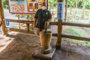 Grobes schroten der Kakaobohnen in einem Mörser