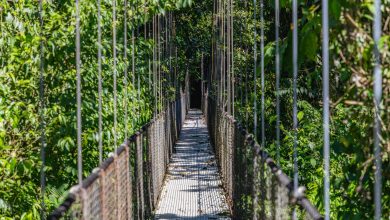 Hängebrücken & Urwald: Der Mistico Hanging Bridges-Park in Costa Rica