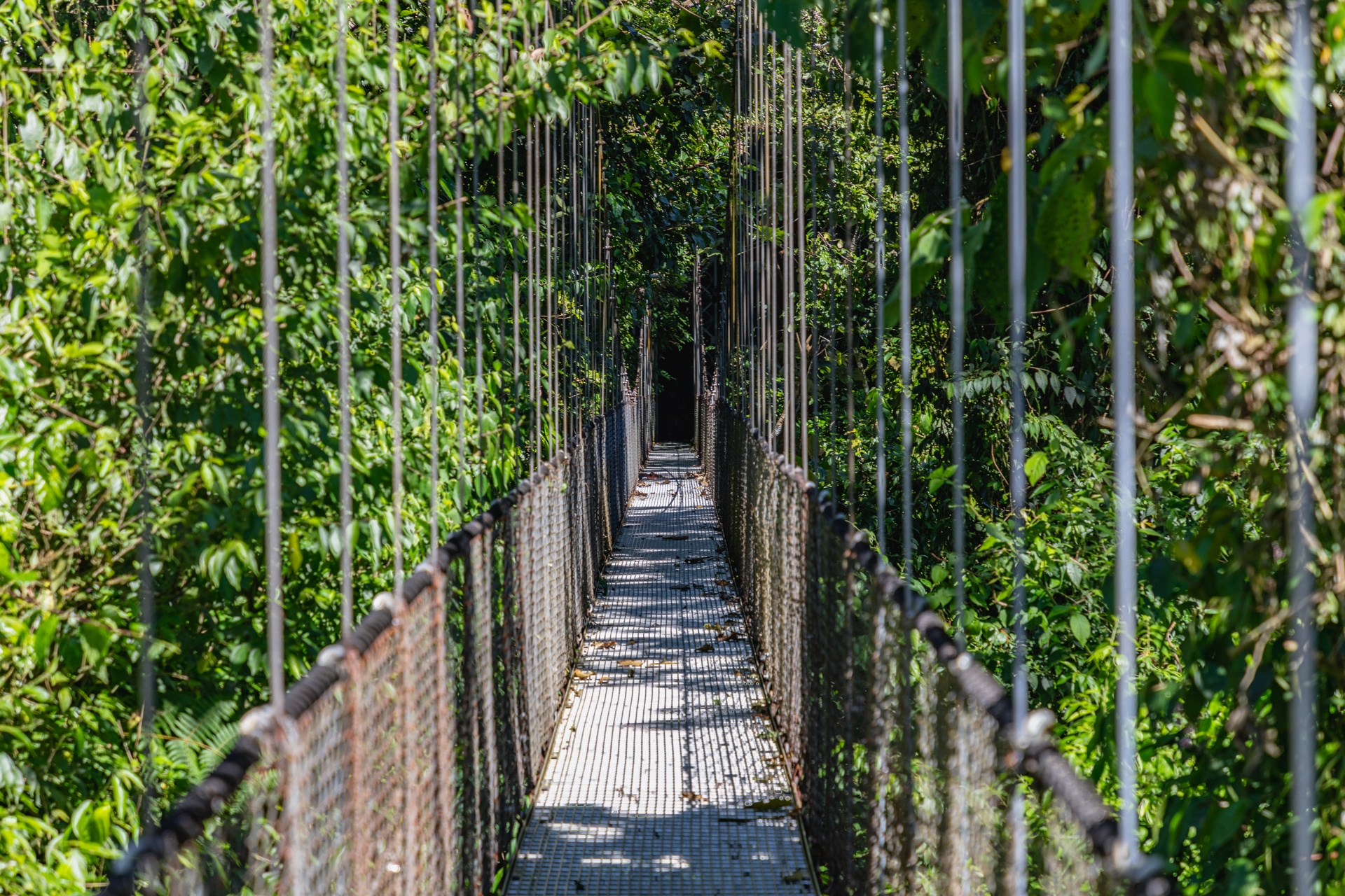 Hängebrücken & Urwald: Der Mistico Hanging Bridges-Park in Costa Rica
