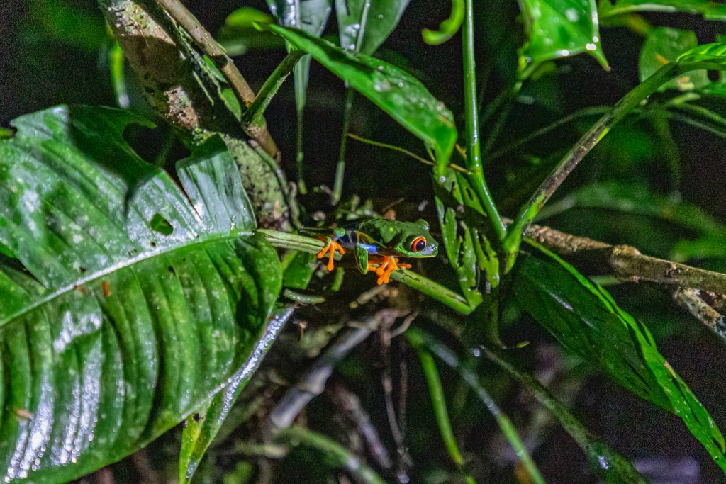Rotaugenlaubfrosch in Monteverde