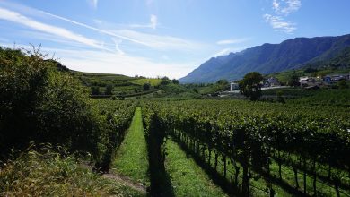 Weinberge am Kalterer See