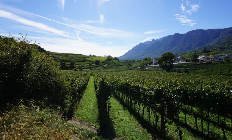 Weinberge am Kalterer See