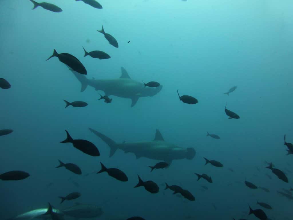 Hammerhaie bei Galápagos