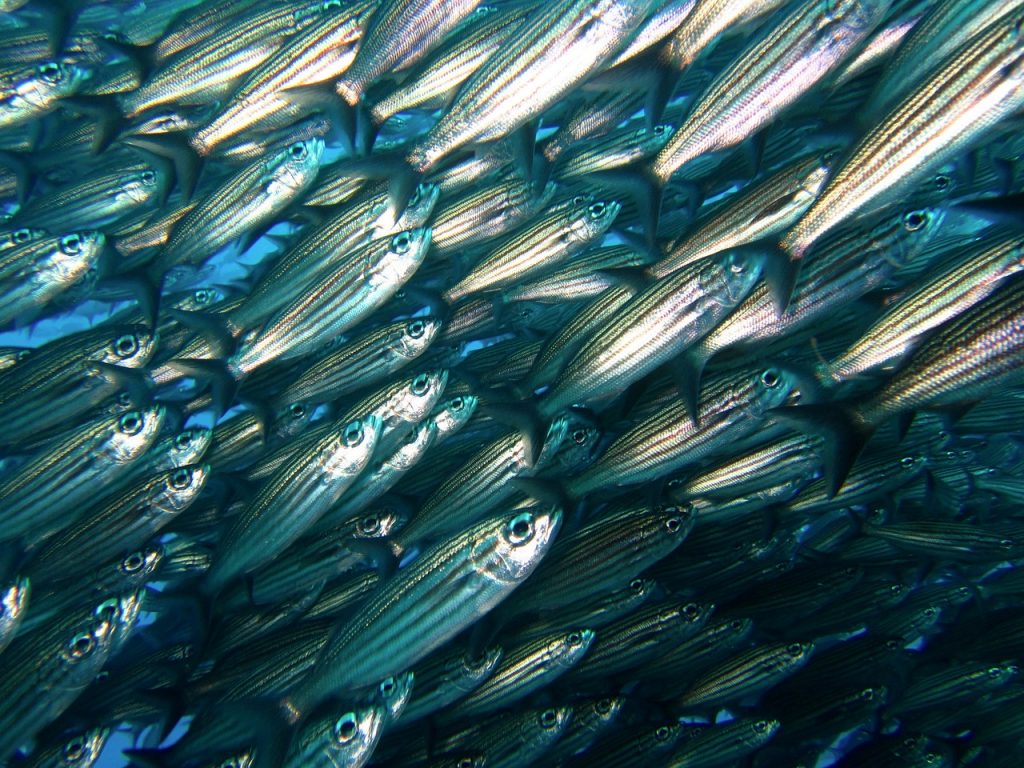 Fischschwarm vor Galápagos