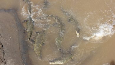 Krokodil-Brücke am Rio Tarcoles