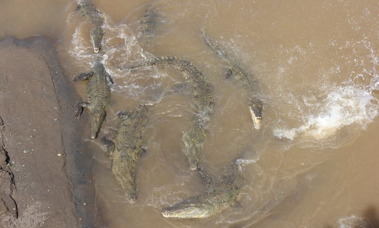 Krokodil-Brücke am Rio Tarcoles
