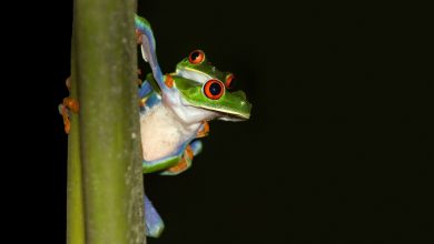 Rotaugenbaumfrosch im Urwald von Costa Rica