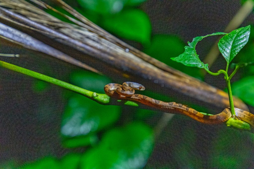 Schlange auf einer Nachtwanderung in Costa Rica