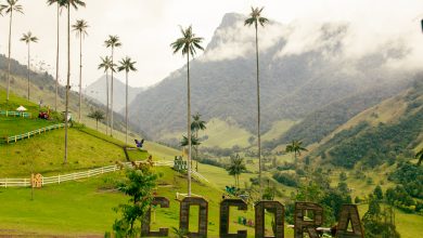 Wachspalmen im Valle del Cocora