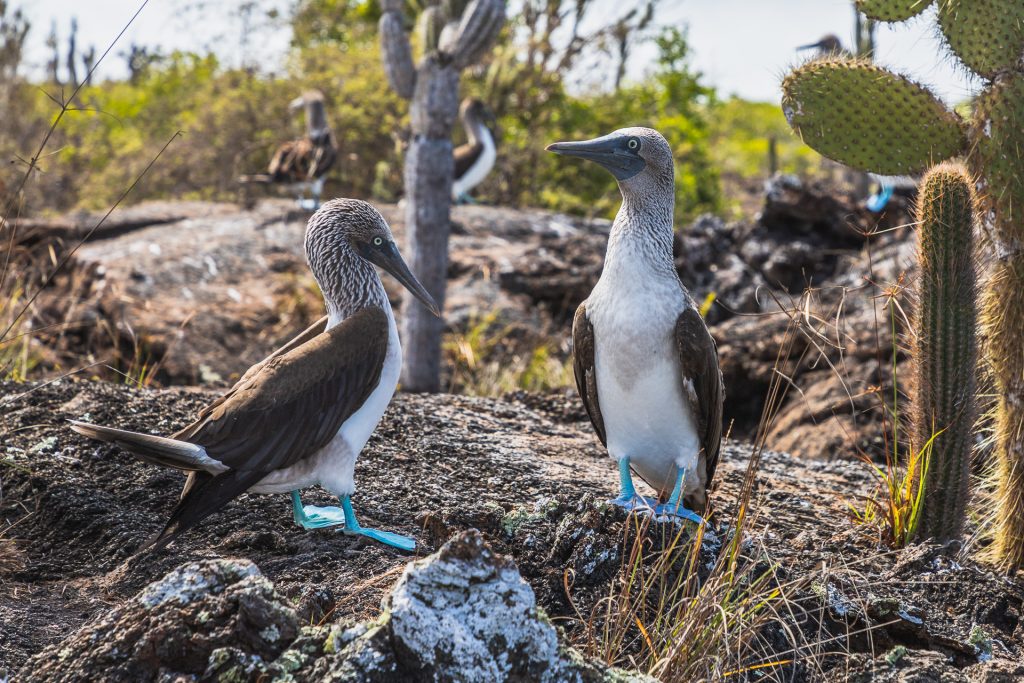 Blaufußtölpel auf Galápagos