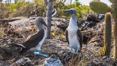 Blaufußtölpel auf Galápagos