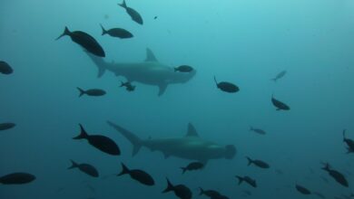Hammerhaie bei Darwin Island