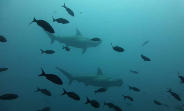 Hammerhaie bei Darwin Island