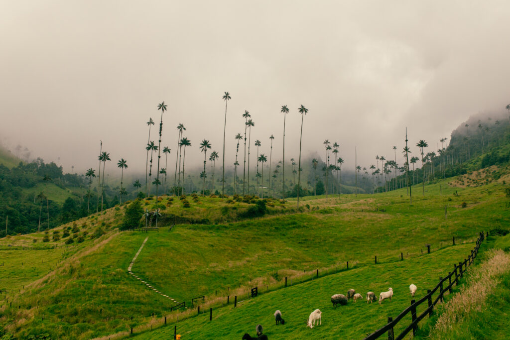 Im Valle del Cocora