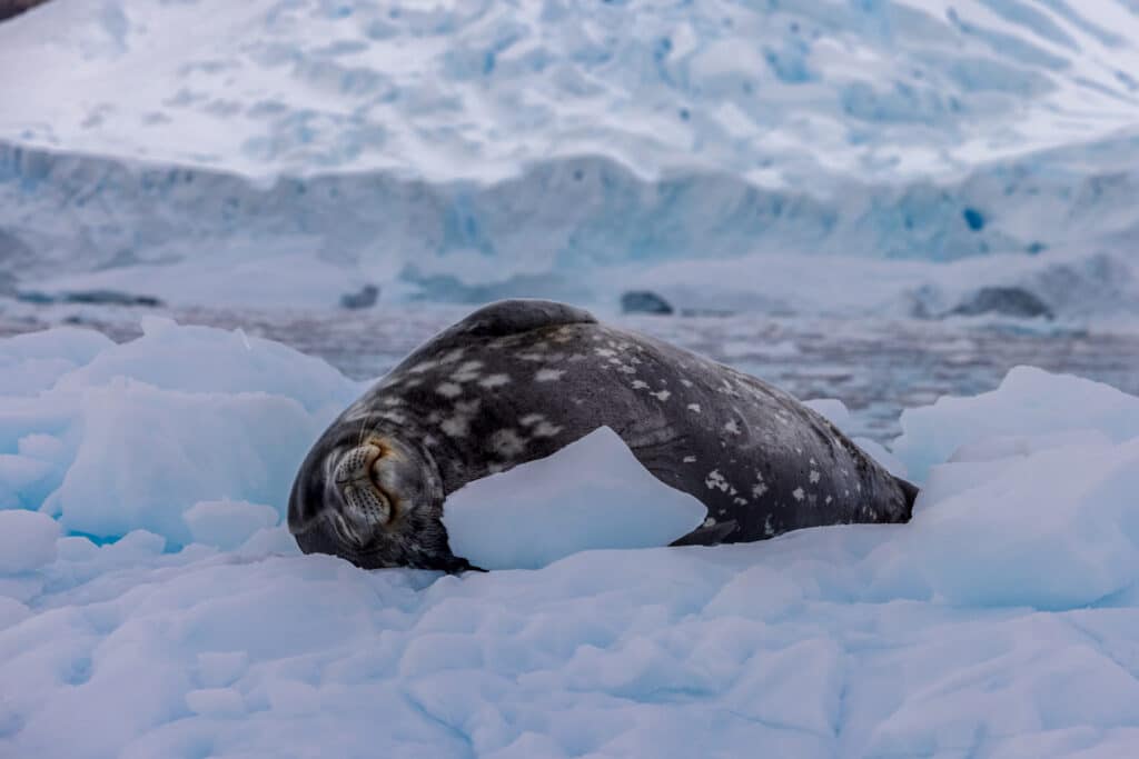 Robben & Seehunde - allgegenwärtig