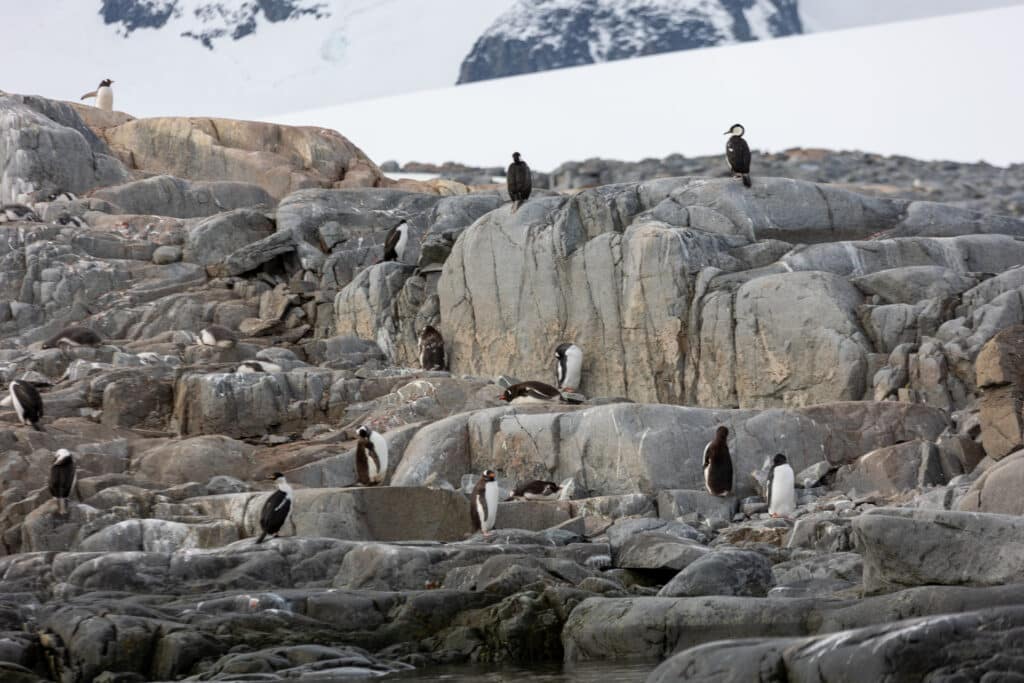 Pinguine in der Antarktis