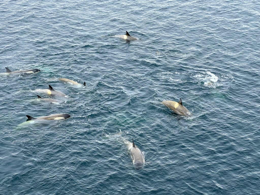 Orcas auf der Jagd