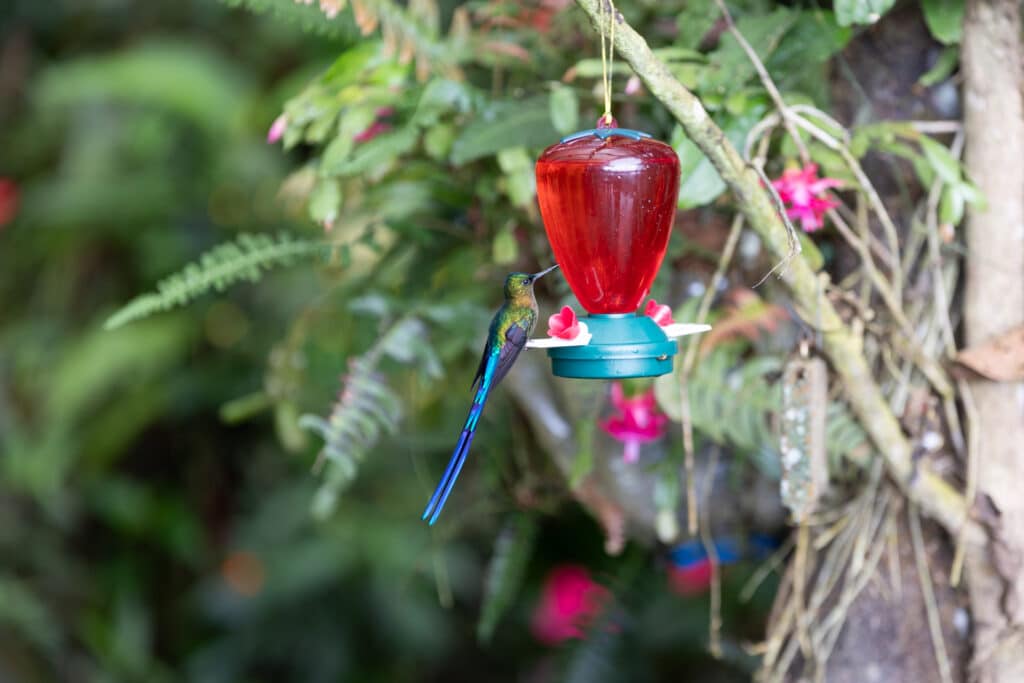 Kolibri in Mindo